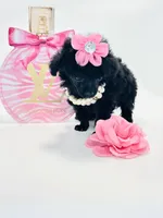 XX Tiny Anna Belle , a female Poodle - Toy  for sale in Pearson, GA – 6 of 7