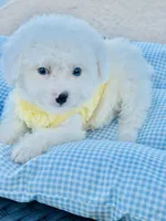 Tiny Blue Eye Boy 💙, a male Poodle - Toy  and Toy Australian Shepherd for sale in Pearson, GA – 8 of 10