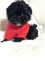 Oreo 💙, a male Yorkipoo for sale in Pearson, GA – 1 of 6