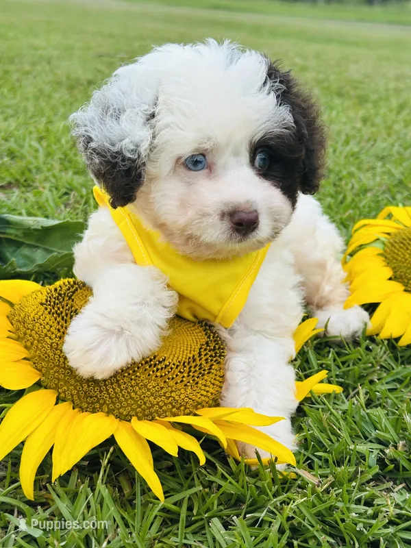 Merle blue eyes 💙 – Miniature Aussiedoodle puppy for sale in Pearson, GA