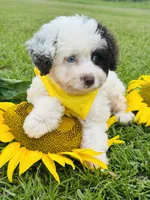 Merle blue eyes 💙, a male Miniature Aussiedoodle for sale in Pearson, GA – 1 of 6