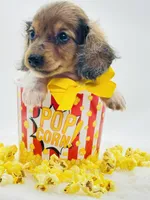 Bailey 💙, a male Miniature Dachshund for sale in Pearson, GA – 4 of 6