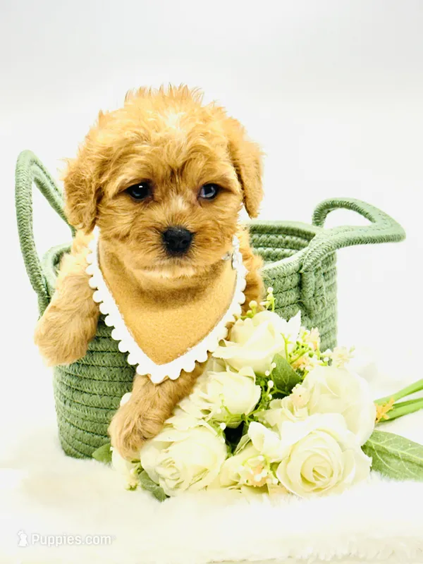 Bentley 💙 – Cavapoo puppy for sale in Pearson, GA