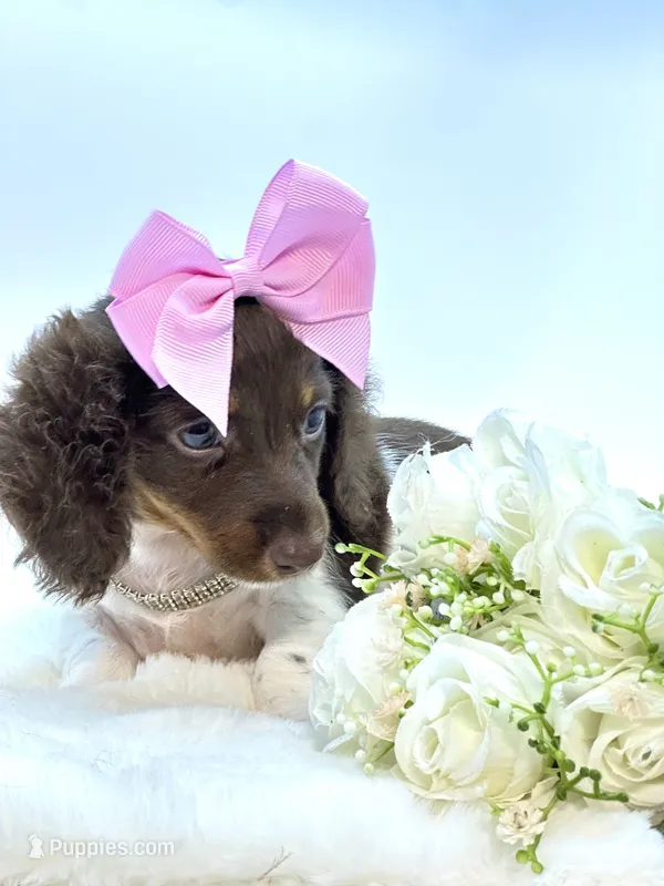 Chocolate and White Girl 🩷 – Miniature Dachshund puppy for sale in Pearson, GA