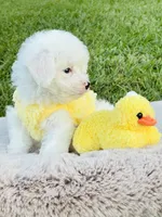Tiny Blue Eye Boy 💙, a male Poodle - Toy  and Toy Australian Shepherd for sale in Pearson, GA – 10 of 10