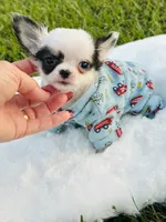 Going home with Michael and wife . , a male Chihuahua for sale in Pearson, GA – 10 of 10