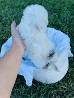 Blue Merle Boy 💙, a male Poodle - Toy  and Toy Australian Shepherd for sale in Pearson, GA – 5 of 6