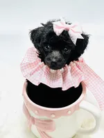 Super Tiny Lily Rae 🎀, a female Poodle - Toy  for sale in Pearson, GA – 3 of 6