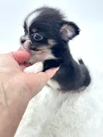 Micro Tiny long coat Boy 💙, a male Chihuahua for sale in Pearson, GA – 4 of 6