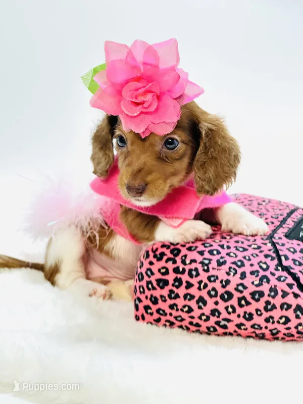 Bella Ray 🩷 – Miniature Dachshund puppy for sale in Pearson, GA