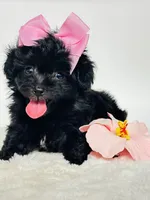 Bella 🩷, a female Maltipoo for sale in Pearson, GA – 8 of 8