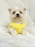 Harper 💙, a male Shihpoo for sale in Pearson, GA – 5 of 8