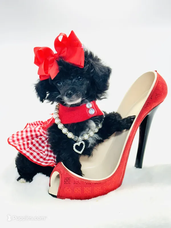 Tiny Paisley 🩷 – Poodle - Toy  puppy for sale in Pearson, GA