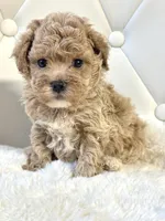 Teddy 💙, a male Maltipoo for sale in Pearson, GA – 2 of 5