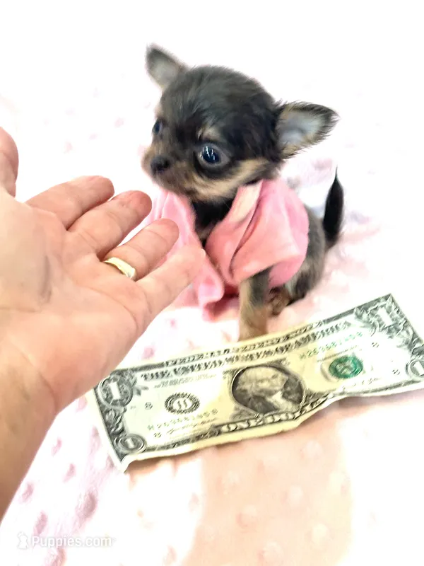 Going Home with LuLu 🩷 – Chihuahua puppy on hold in Pearson, GA
