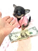 Going Home with LuLu 🩷, a female Chihuahua for sale in Pearson, GA – 1 of 7