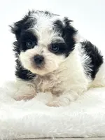 Baby Boy Bentley 💙, a male Shihpoo for sale in Pearson, GA – 4 of 4