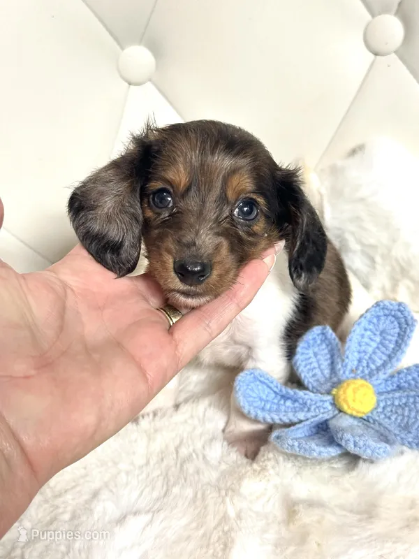 Dapple Piebald Boy 💙 – Miniature Dachshund puppy for sale in Pearson, GA