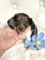 Dapple Piebald Boy 💙, a male Miniature Dachshund for sale in Pearson, GA – Photo 1 of 5