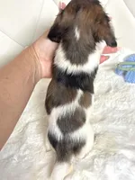 Dapple Piebald Boy 💙, a male Miniature Dachshund for sale in Pearson, GA – Photo 3 of 5