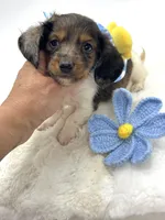 Dapple Piebald Boy 💙, a male Miniature Dachshund for sale in Pearson, GA – Photo 4 of 5