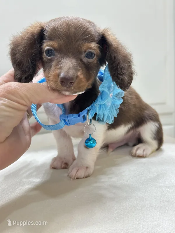 Chocolate and white long coat 🍫 – Miniature Dachshund puppy for sale in Pearson, GA