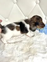 Dapple Piebald Boy 💙, a male Miniature Dachshund for sale in Pearson, GA – Photo 5 of 5