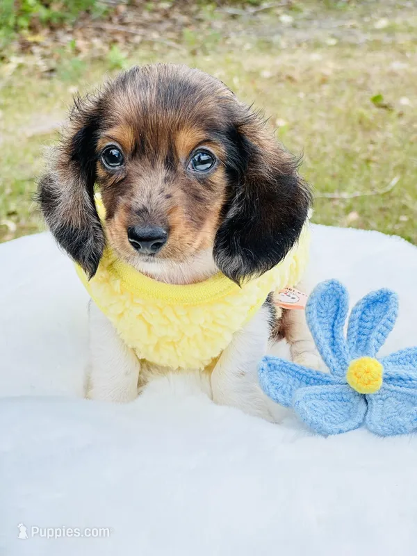 Dapple Piebald Boy 💙 – Miniature Dachshund puppy for sale in Pearson, GA
