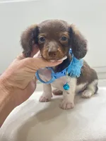 Chocolate and white long coat 🍫, a male Miniature Dachshund for sale in Pearson, GA – Photo 2 of 3