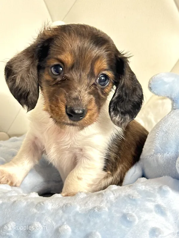 Dapple Piebald Boy 💙 – Miniature Dachshund puppy for sale in Pearson, GA