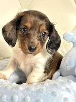 Dapple Piebald Boy 💙, a male Miniature Dachshund for sale in Pearson, GA – Photo 2 of 5