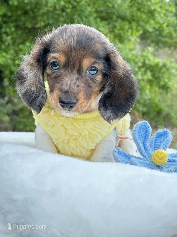 Dapple Piebald Boy 💙 – Miniature Dachshund puppy for sale in Pearson, GA