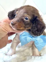 Chocolate and white long coat 🍫, a male Miniature Dachshund for sale in Pearson, GA – Photo 3 of 3