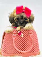 Tiny Girl 🎀, a female Shihpoo for sale in Pearson, GA – 2 of 9