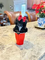 Tiny Toy Girl 🩷, a female Poodle - Toy  for sale in Pearson, GA – 4 of 10