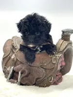 Oreo 💙, a male Yorkipoo for sale in Pearson, GA – 2 of 6