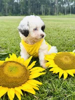 Merle blue eyes 💙, a male Miniature Aussiedoodle for sale in Pearson, GA – 3 of 6