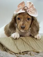 Going Home with Tee❤️, a female Miniature Dachshund for sale in Pearson, GA – 10 of 10