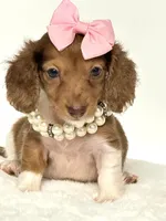 Bella Ray 🩷, a female Miniature Dachshund for sale in Pearson, GA – 3 of 10