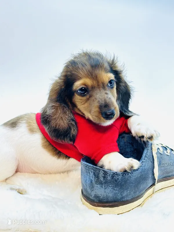 Dapple Piebald Boy 💙 – Miniature Dachshund puppy for sale in Pearson, GA