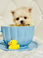 Harper 💙, a male Shihpoo for sale in Pearson, GA – 3 of 8