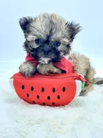 On Hold ❤️, a male Shihpoo for sale in Pearson, GA – 7 of 7