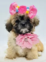 Tiny Girl 🎀, a female Shihpoo for sale in Pearson, GA – 3 of 9