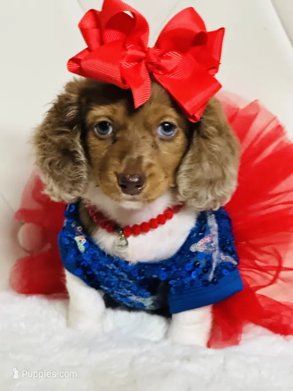 Lily Grace  – Miniature Dachshund puppy for sale in Pearson, GA