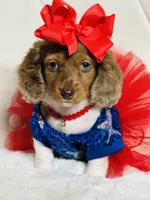 Lily Grace , a female Miniature Dachshund for sale in Pearson, GA – 1 of 10