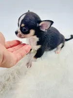 Micro Tiny Boy 💙, a male Chihuahua for sale in Pearson, GA – 4 of 5