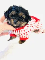 Tiny Boy Bailey 💙, a male Yorkipoo for sale in Pearson, GA – Photo 2 of 4