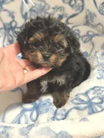 Tiny Boy Bailey 💙, a male Yorkipoo for sale in Pearson, GA – Photo 3 of 4