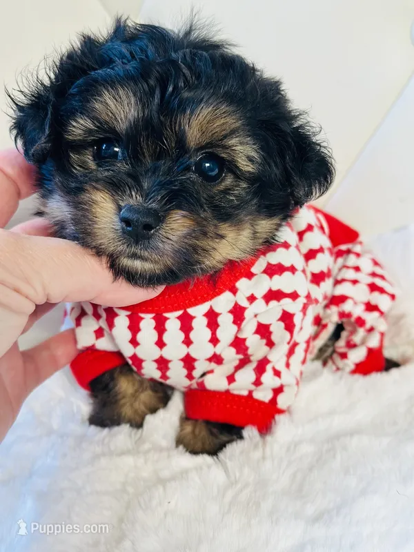 Tiny Boy Bailey 💙