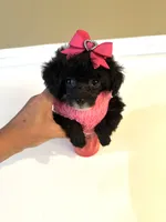 Tiny Toy Girl 🩷, a female Poodle - Toy  for sale in Pearson, GA – 8 of 10